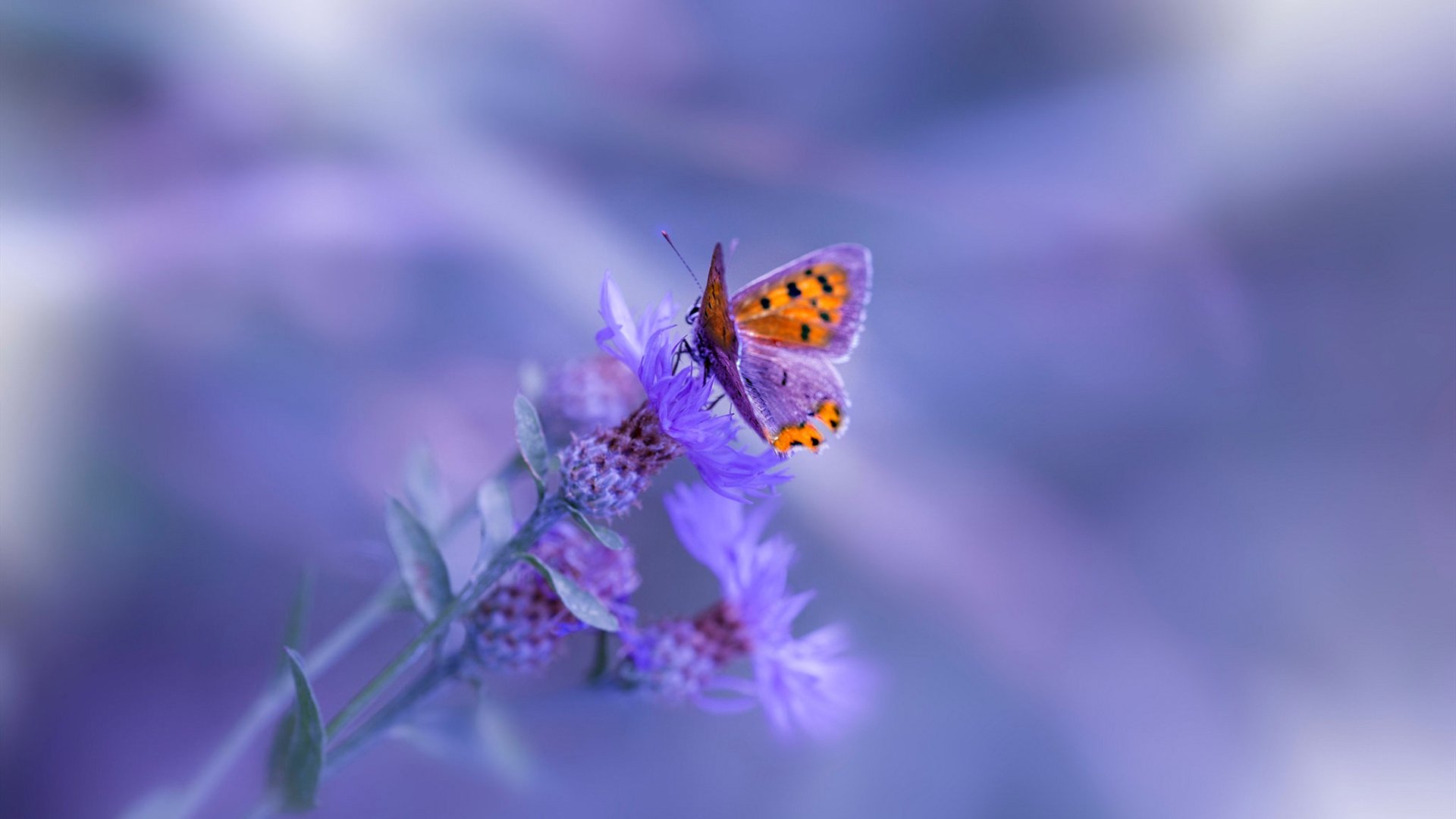 APEX英雄 战队默契度持续提升,apex英雄职业战队