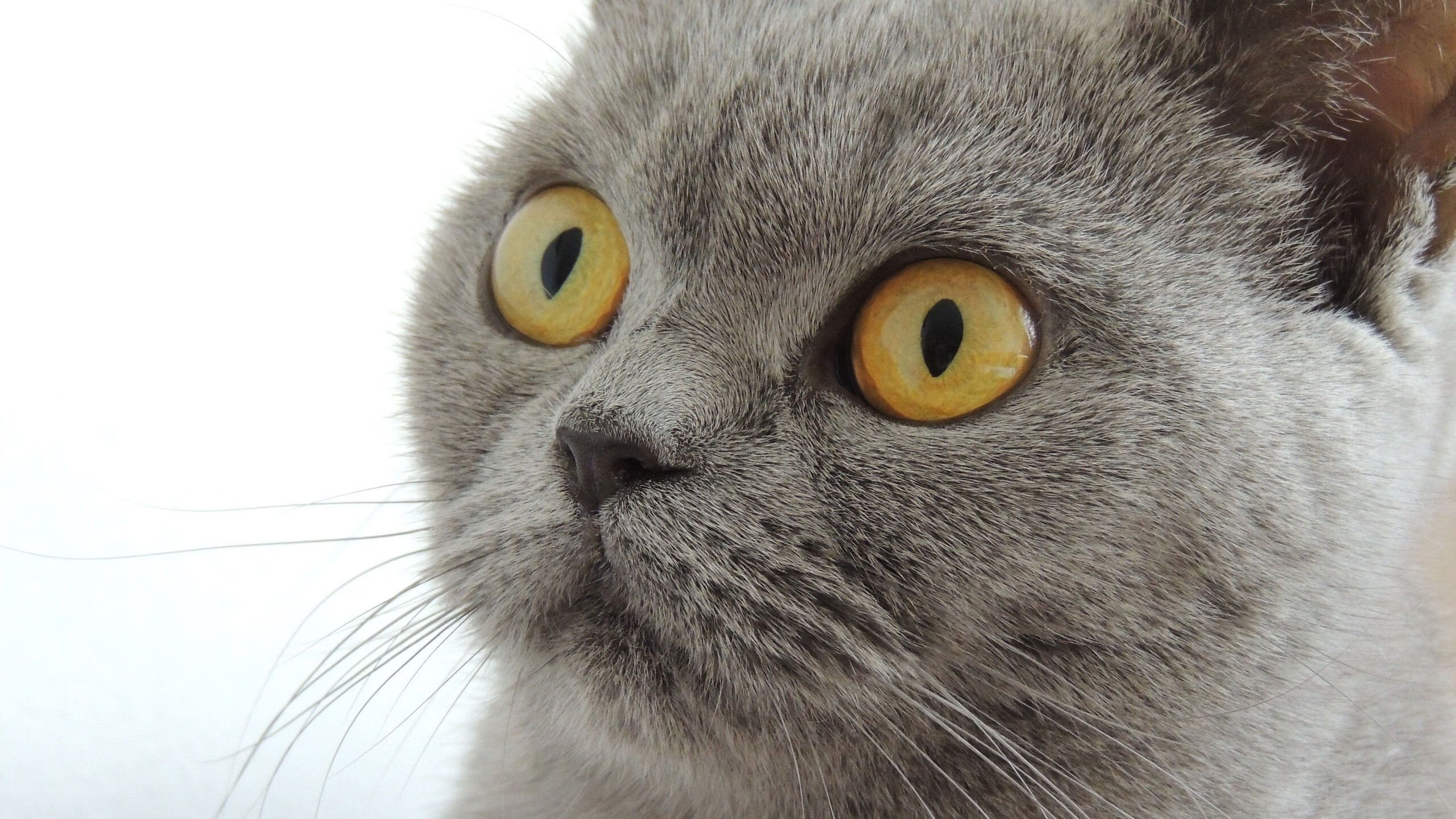 APEX英雄 新版本优化提升游戏体验,apex优化教程